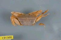 藏品(麥克長眼柄蟹)的圖片